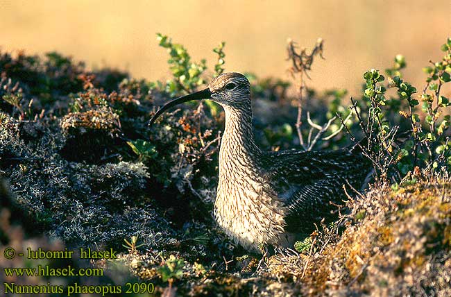 Numenius phaeopus 2090