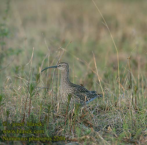 Numenius phaeopus 2204