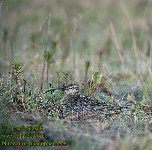 חרמשון קטן Numenius phaeopus Whimbrel Regenbrachvogel Courlis corlieu