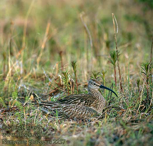 Numenius phaeopus 2257