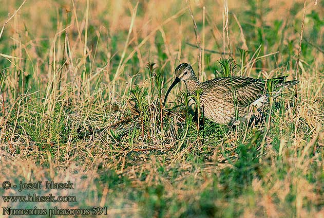 Numenius phaeopus 591