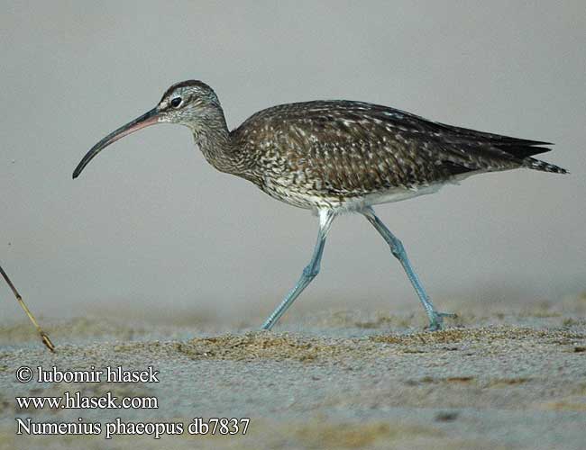 Sürmeli kervançulluğu חרמשון קטן Numenius phaeopus