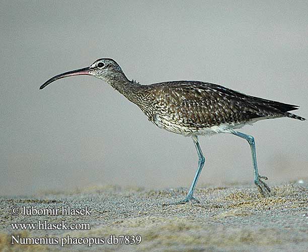 Regenbrachvogel Courlis corlieu Zarapito Trinador Koliha malá