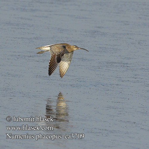 Numenius phaeopus ea3709