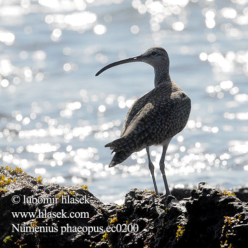 Numenius phaeopus ec0200