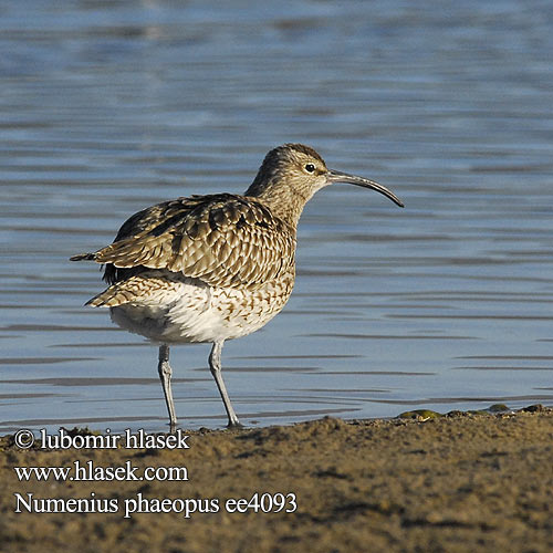 Numenius phaeopus Whimbrel Regenbrachvogel Courlis corlieu