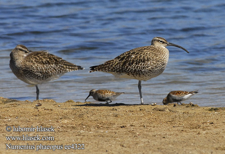 Numenius phaeopus ee4322