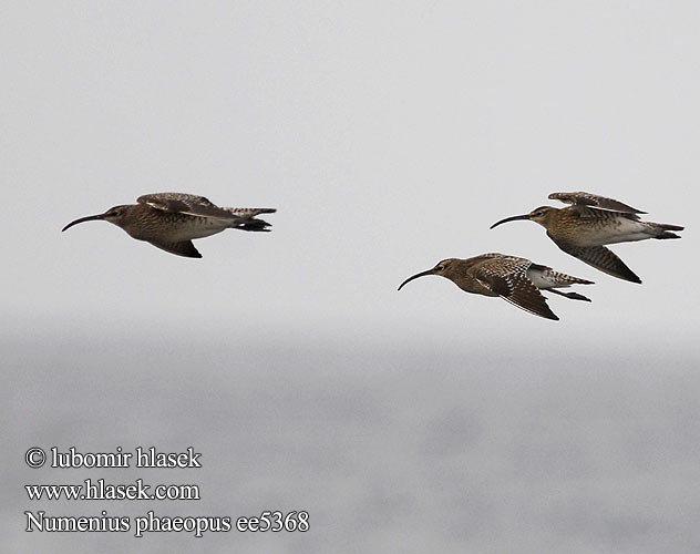 Numenius phaeopus ee5368