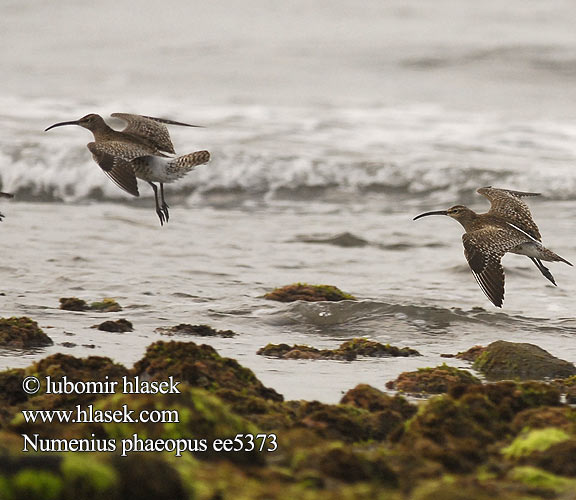 Numenius phaeopus ee5373