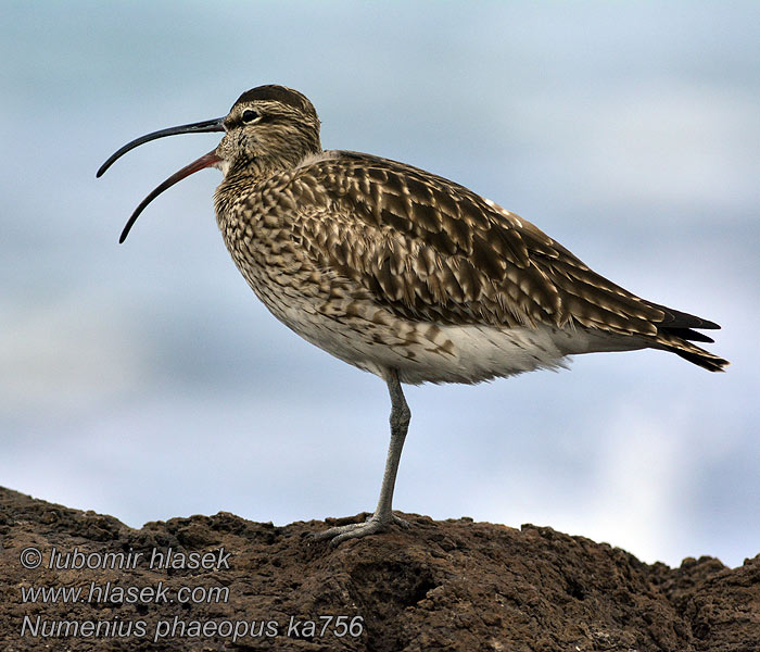 Numenius phaeopus Кроншнеп средний