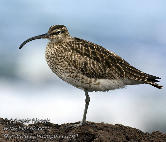 Numenius phaeopus Småspove Småspov