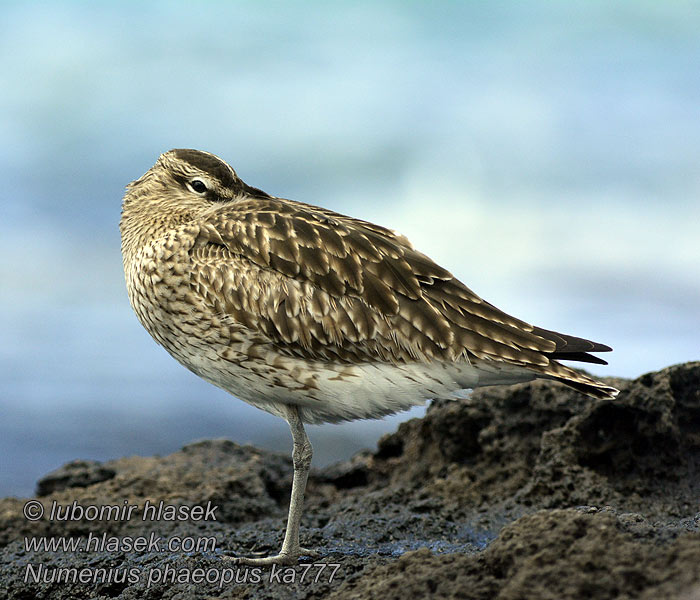 Numenius phaeopus Pikkukuovi