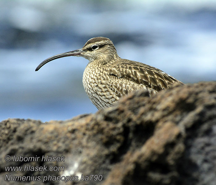 Numenius phaeopus Regenwulp