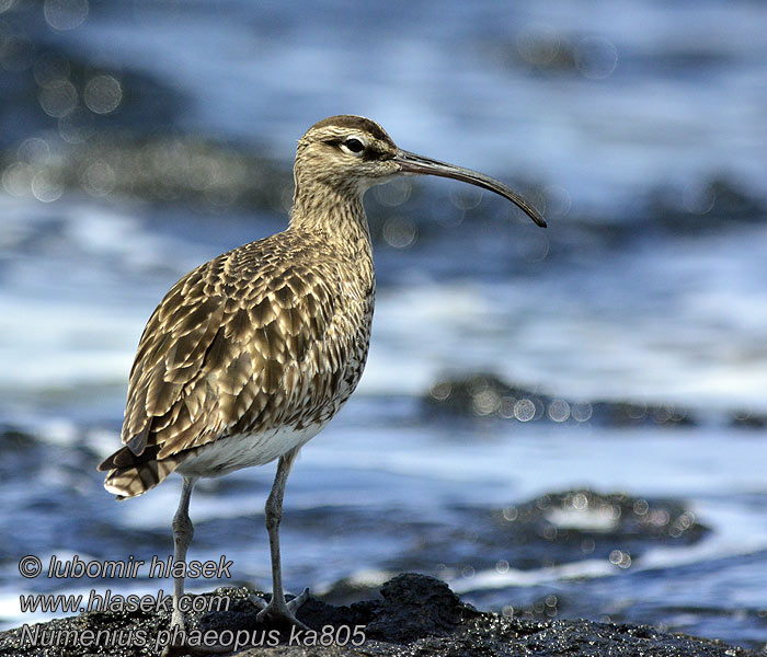 Numenius phaeopus Småspove Lille Regnspove