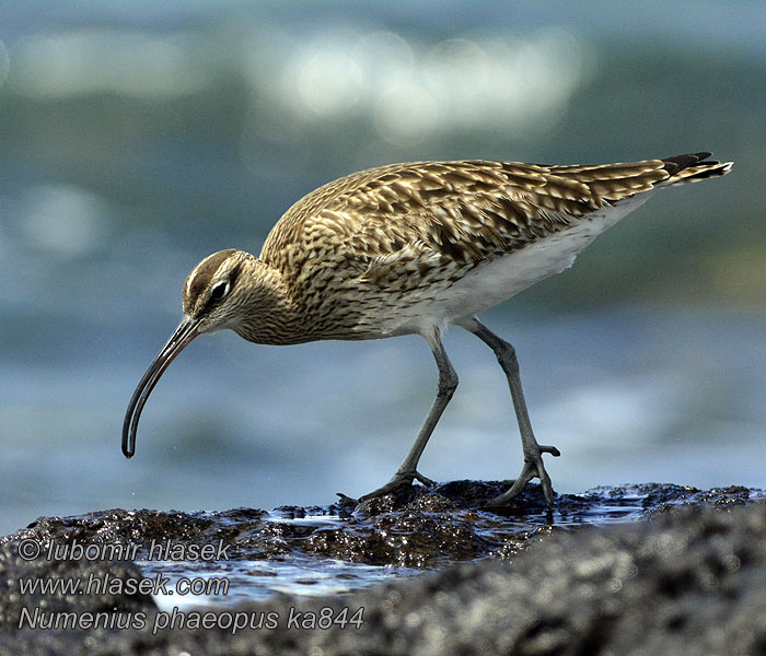 Numenius phaeopus Maçarico-galego