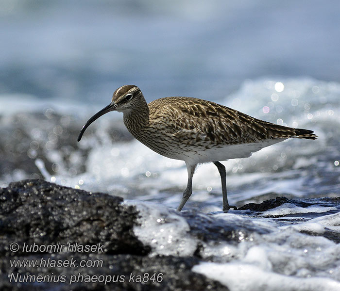 Numenius phaeopus Chiurlo piccolo