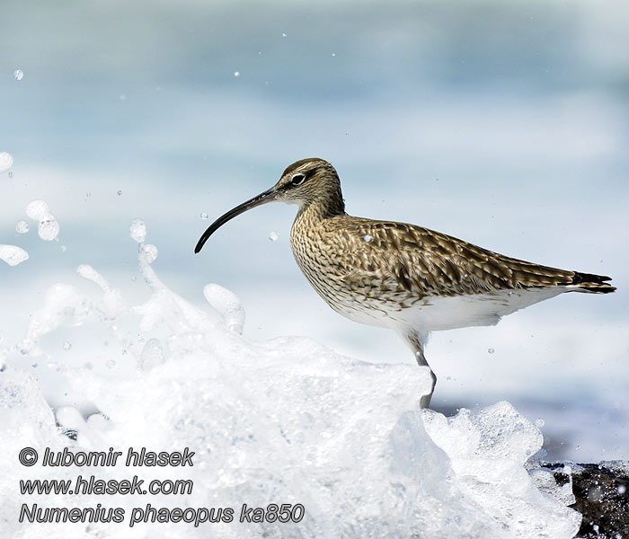 Numenius phaeopus Koliha malá