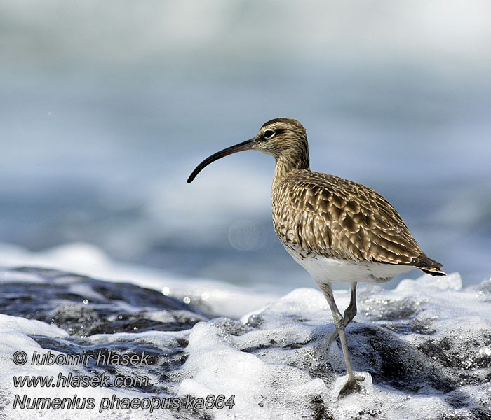 Numenius phaeopus Zarapito Trinador