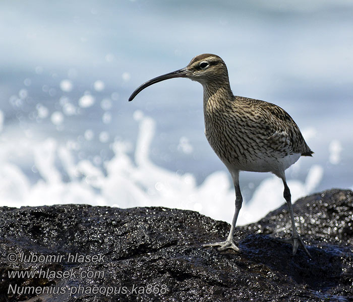 Numenius phaeopus Courlis corlieu