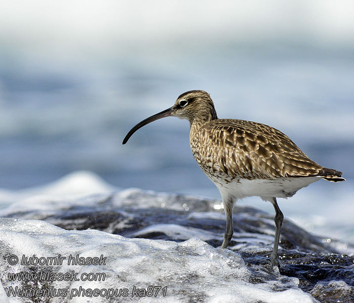 Numenius phaeopus Regenbrachvogel