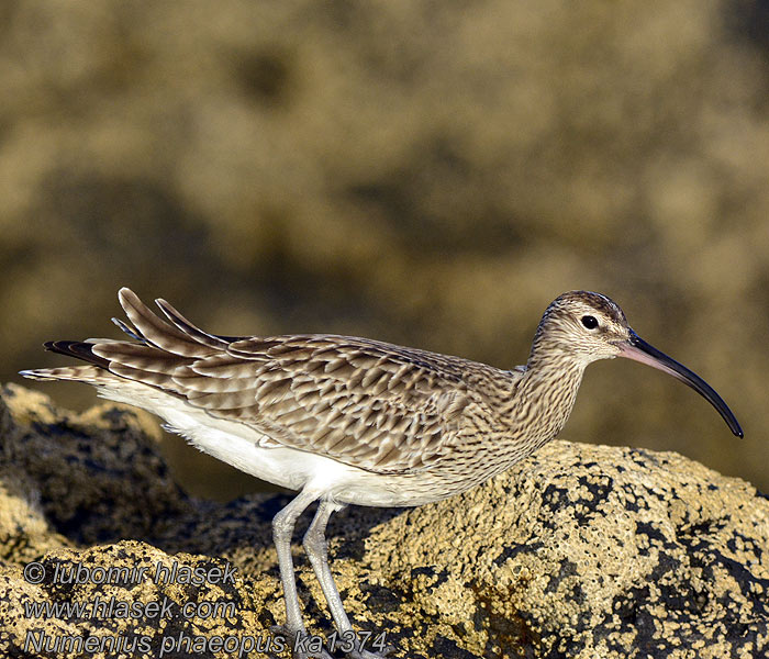 Numenius phaeopus Whimbrel