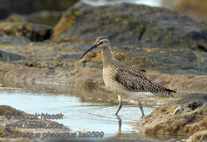 Numenius phaeopus Hvizdák pásavohlavý