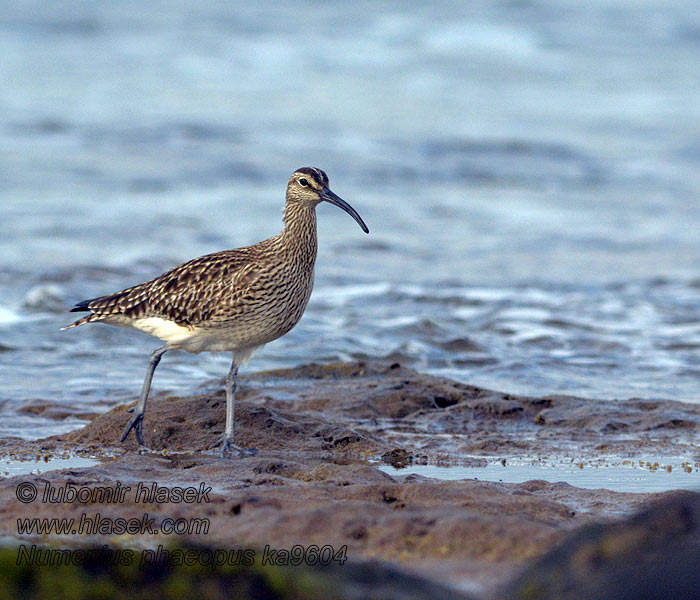 Numenius phaeopus 中杓鷸