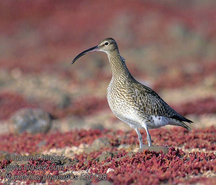 Numenius phaeopus Кроншнеп средний