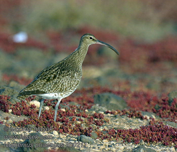 Numenius phaeopus チュウシャクシギ