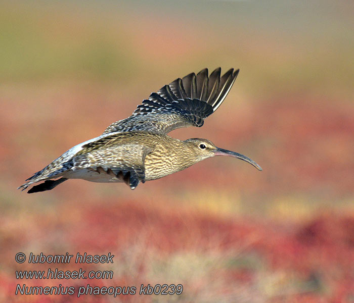 Numenius phaeopus Kulik mniejszy