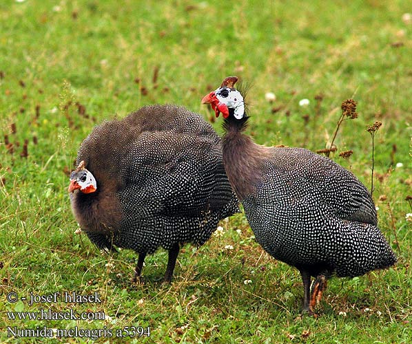 Numida meleagris Helmeted Guineafowl Tufted Perlehøne perlehone Hjælmperlehøne Helmikana Pintade Numidie Pentad Mawon Helmparelhoen Parelhoen Gallina faraona Gyöngytyúk Helmperlhuhn Perlica perliczka pospolita zwyczajna Perlička kropenatá domáca Gallina Guinea Pintada Común Hjälmpärlhöna Gewone Tarentaal Токачка ）、珍珠鸡（ Pärlkana Pärlkanad Hjelmperlehøne Perluhæna ホロホロチョウ Galiña guiné Patarška Perlu vistina Akanga Индиска кокошка Fraca Guiné Bibilica Pegatka Pula faraone Beçtavuğu