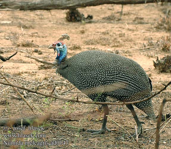 Perlička kropenatá domáca Gallina Guinea Pintada Común Hjälmpärlhöna Gewone Tarentaal Токачка ）、珍珠鸡（ Pärlkana Pärlkanad Hjelmperlehøne Perluhæna ホロホロチョウ Galiña guiné Patarška Perlu vistina Akanga Индиска кокошка Fraca Guiné Bibilica Pegatka Pula faraone Beçtavuğu Numida meleagris Helmeted Guineafowl Tufted Perlehøne perlehone Hjælmperlehøne Helmikana Pintade Numidie Pentad Mawon Helmparelhoen Parelhoen Gallina faraona Gyöngytyúk Helmperlhuhn Perlica Perliczka pospolita zwyczajna