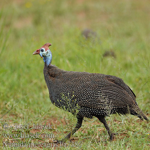 Helmeted Guineafowl Tufted Perlehøne perlehone Hjælmperlehøne Helmikana Pintade Numidie Pentad Mawon Helmparelhoen Parelhoen Gallina faraona Gyöngytyúk Helmperlhuhn Perlica Perliczka pospolita zwyczajna Perlička kropenatá domáca Gallina Guinea Pintada Común Hjälmpärlhöna Gewone Tarentaal Токачка ）、珍珠鸡（ Pärlkana Pärlkanad Hjelmperlehøne Perluhæna ホロホロチョウ Galiña guiné Patarška Perlu vistina Akanga Индиска кокошка Fraca Guiné Bibilica Pegatka Pula faraone Beçtavuğu Numida meleagris