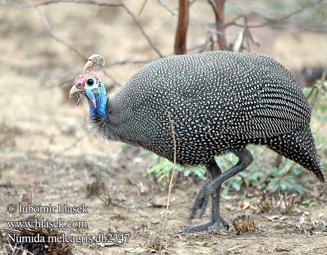 Perlu vistina Akanga Индиска кокошка Fraca Guiné Bibilica Pegatka Pula faraone Beçtavuğu Numida meleagris Helmeted Guineafowl Tufted Perlehøne perlehone Hjælmperlehøne Helmikana Pintade Numidie Pentad Mawon Helmparelhoen Parelhoen Gallina faraona Gyöngytyúk Helmperlhuhn Perlica Perliczka pospolita zwyczajna Perlička kropenatá domáca Gallina Guinea Pintada Común Hjälmpärlhöna Gewone Tarentaal Токачка ）、珍珠鸡（ Pärlkana Pärlkanad Hjelmperlehøne Perluhæna ホロホロチョウ Galiña guiné Patarška