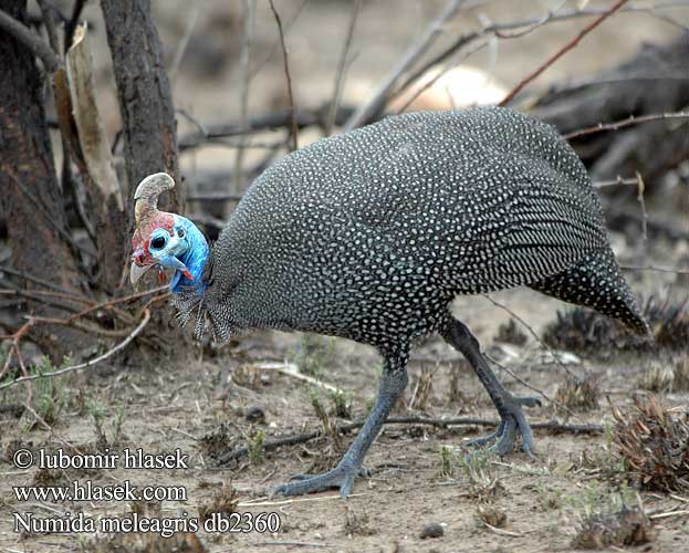 Pegatka Pula faraone Beçtavuğu Numida meleagris Helmeted Guineafowl Tufted Perlehøne perlehone Hjælmperlehøne Helmikana Pintade Numidie Pentad Mawon Helmparelhoen Parelhoen Gallina faraona Gyöngytyúk Helmperlhuhn Perlica Perliczka pospolita zwyczajna Perlička kropenatá domáca Gallina Guinea Pintada Común Hjälmpärlhöna Gewone Tarentaal Токачка ）、珍珠鸡（ Pärlkana Pärlkanad Hjelmperlehøne Perluhæna ホロホロチョウ Galiña guiné Patarška Perlu vistina Akanga Индиска кокошка Fraca Guiné Bibilica