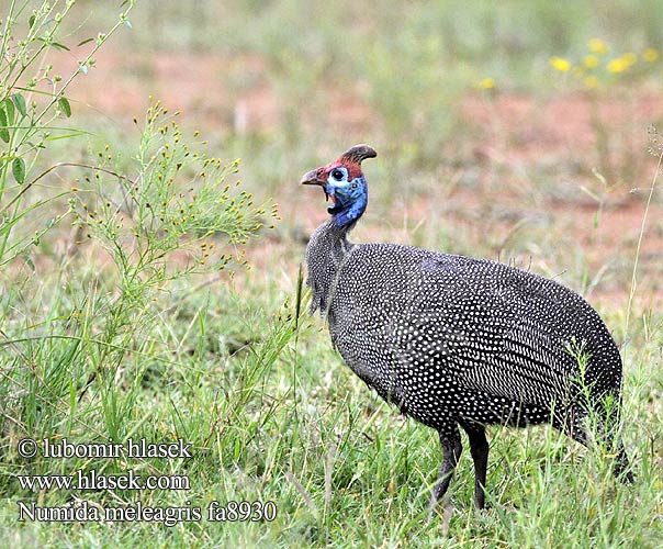 Helmperlhuhn Perlica Perliczka pospolita zwyczajna Perlička kropenatá domáca Gallina Guinea Pintada Común Hjälmpärlhöna Gewone Tarentaal Токачка ）、珍珠鸡（ Pärlkana Pärlkanad Hjelmperlehøne Perluhæna ホロホロチョウ Galiña guiné Patarška Perlu vistina Akanga Индиска кокошка Fraca Guiné Bibilica Pegatka Pula faraone Beçtavuğu Numida meleagris Helmeted Guineafowl Tufted Perlehøne perlehone Hjælmperlehøne Helmikana Pintade Numidie Pentad Mawon Helmparelhoen Parelhoen Gallina faraona Gyöngytyúk