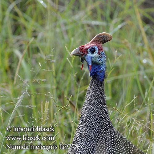 Perlička kropenatá domáca Gallina Guinea Pintada Común Hjälmpärlhöna Gewone Tarentaal Токачка ）、珍珠鸡（ Pärlkana Pärlkanad Hjelmperlehøne Perluhæna ホロホロチョウ Galiña guiné Patarška Perlu vistina Akanga Индиска кокошка Fraca Guiné Bibilica Pegatka Pula faraone Beçtavuğu Numida meleagris Helmeted Guineafowl Tufted Perlehøne perlehone Hjælmperlehøne Helmikana Pintade Numidie Pentad Mawon Helmparelhoen Parelhoen Gallina faraona Gyöngytyúk Helmperlhuhn Perlica Perliczka pospolita zwyczajna