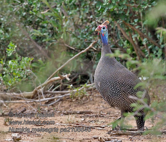 Numida meleagris