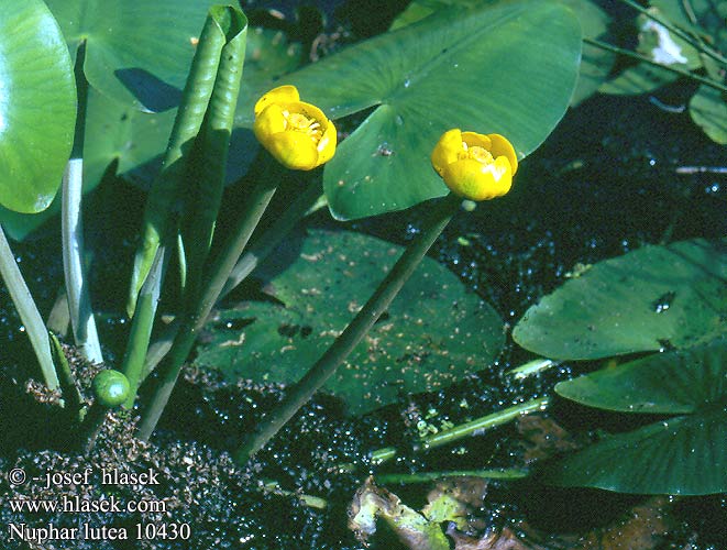 Nuphar lutea luteum Yellow Water-lily Pond-lily Ulpukka Nénuphar jaune