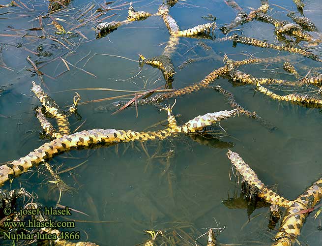 Nuphar lutea Gelbe Teichmummel Große Teichrose Leknica žltá Stulík žlutý