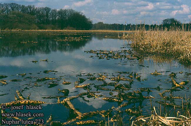 Nuphar lutea נופר צהוב Kollane vesikupp コウホネの仲間 Paprastoji lūgnė