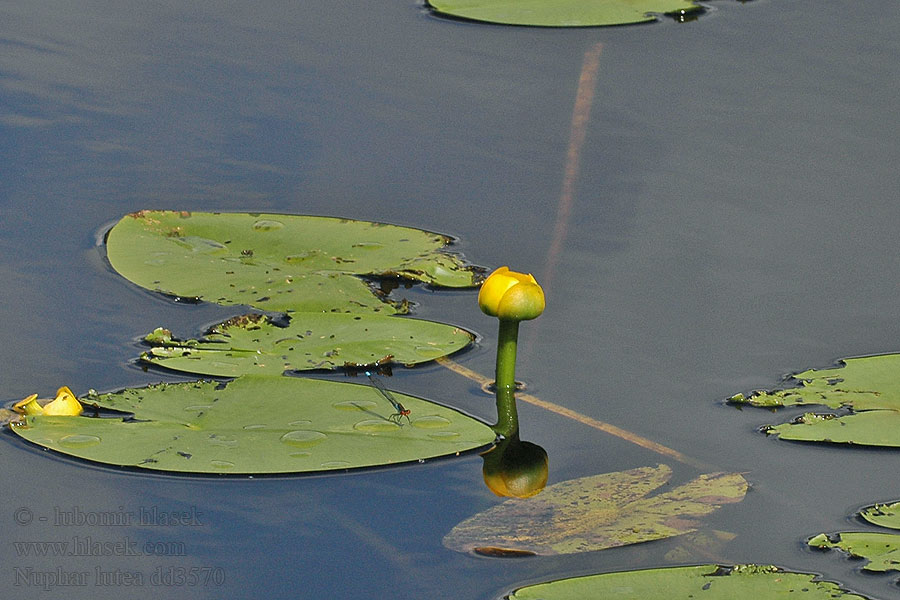 Nuphar lutea