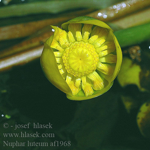 Nuphar lutea コウホネの仲間 Paprastoji lūgnė Mažažiedė lūgnė Gul nøkkerose