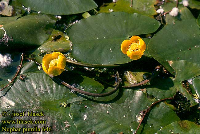 Nuphar pumila pumilum Kleine Teichrose Konnanulpukka