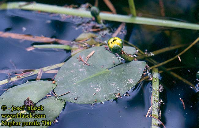 Nuphar pumila stulík malý Mažažiedė lūgnė Least Yellow Pond Lily