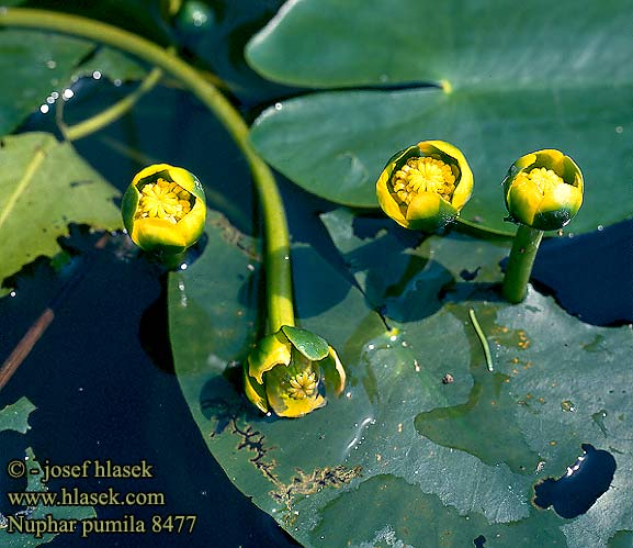 Nuphar pumila Nénuphar nain Petit nénuphar Gele plomp Dwerg