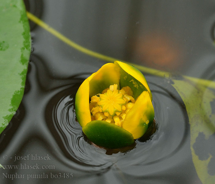 Nuphar pumila Stulík malý Liden Åkande