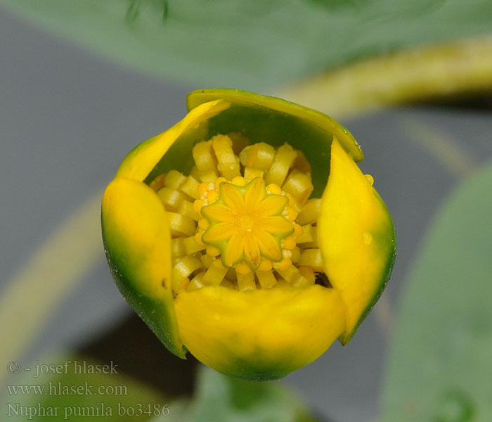 Nuphar pumila pumilum Least Yellow Pond Lily Water-lily