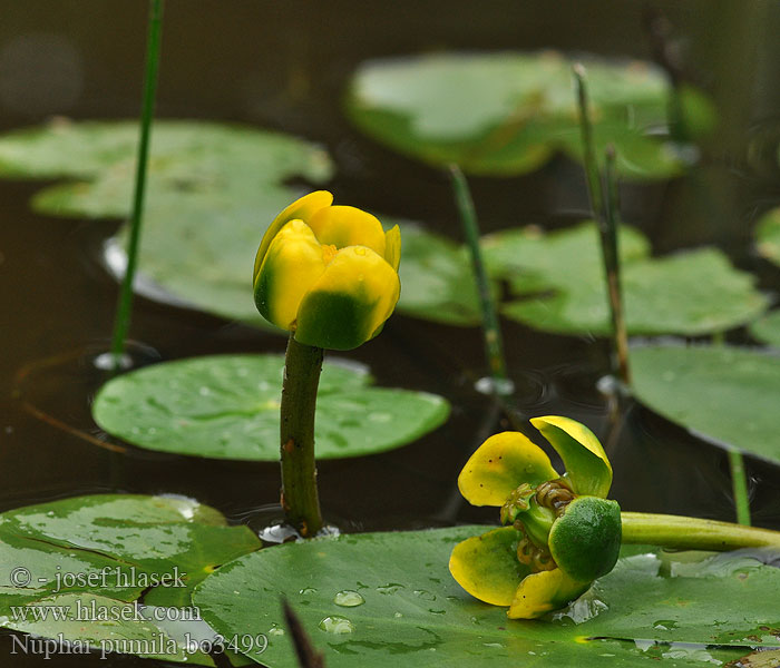 Nuphar pumila Gele plomp Dwerg Grążel drobny Кубышка малая