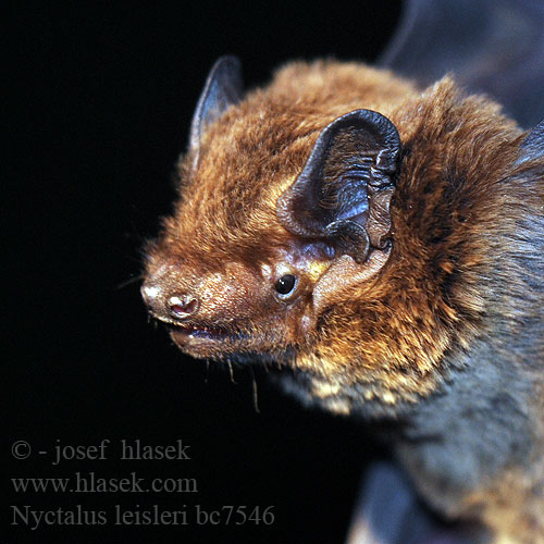 Nyctalus leisleri Lesser Noctule Leisler's Bat Netopýr stromový Kleiner Abendsegler Noctule Leisler Mažasis nakviša Szőröskarú koraidenevér Bosvleermuis Borowiaczek Morcego-arborícola-pequeno Малая вечерница Leislers fladdermus Nozigell Leisler Малък вечерник Nòctul petit Gau-saguzar txiki Leislers flagermus Netopier stromový Nóctulo pequeño Murciélago Leisler